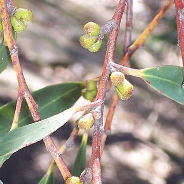 Eucalyptus triflora unspecified picture