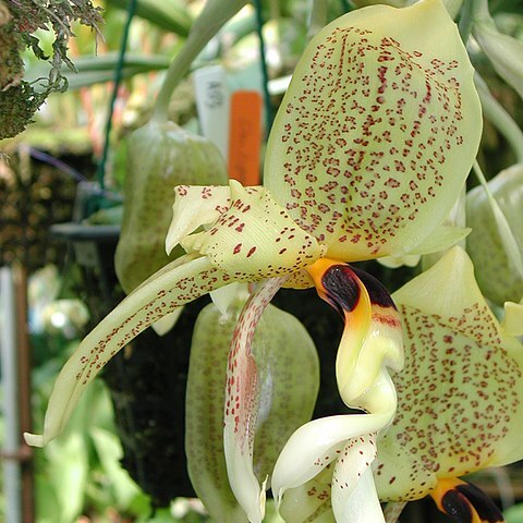 Stanhopea nicaraguensis unspecified picture