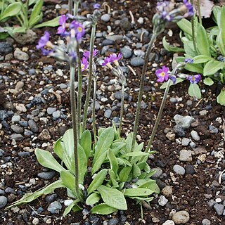 Primula scandinavica unspecified picture