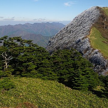 Abies veitchii var. sikokiana unspecified picture