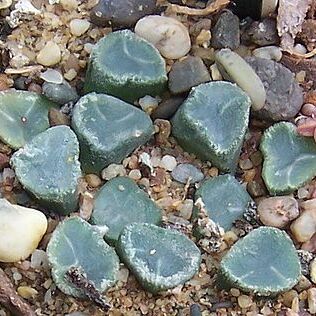 Haworthia truncata var. maughanii unspecified picture