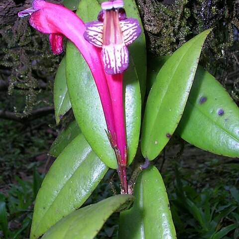 Aeschynanthus perrottetii unspecified picture