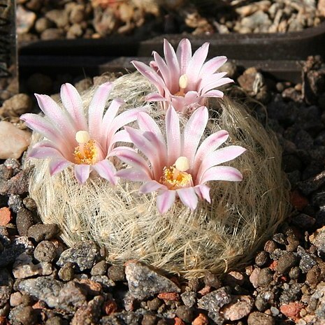 Mammillaria aureilanata unspecified picture