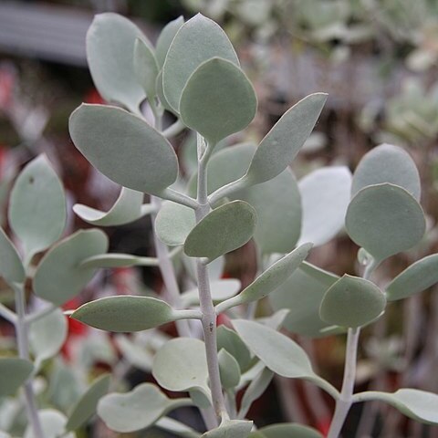 Kalanchoe hildebrandtii unspecified picture