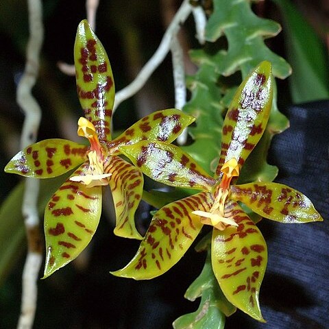 Phalaenopsis pantherina unspecified picture