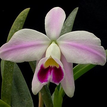 Cattleya pumila unspecified picture