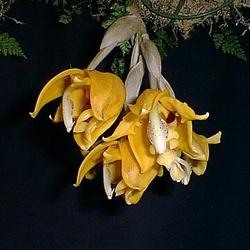 Stanhopea peruviana unspecified picture