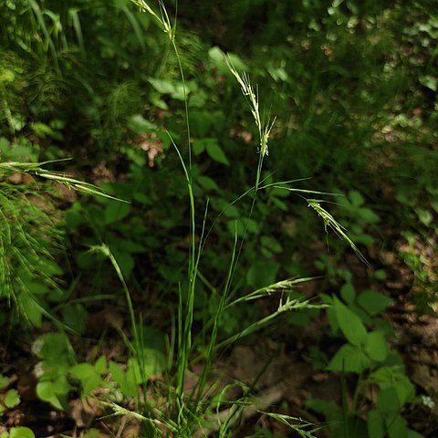 Schizachne purpurascens subsp. callosa unspecified picture