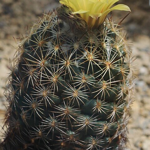 Coryphantha cornifera unspecified picture