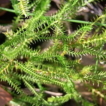 Selaginella uliginosa unspecified picture