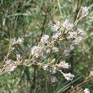 Grevillea endlicheriana unspecified picture