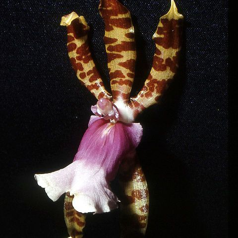 Oncidium karwinskii unspecified picture