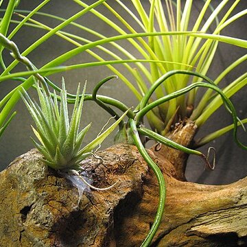 Tillandsia loliacea unspecified picture