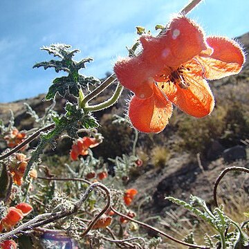 Caiophora cirsiifolia unspecified picture