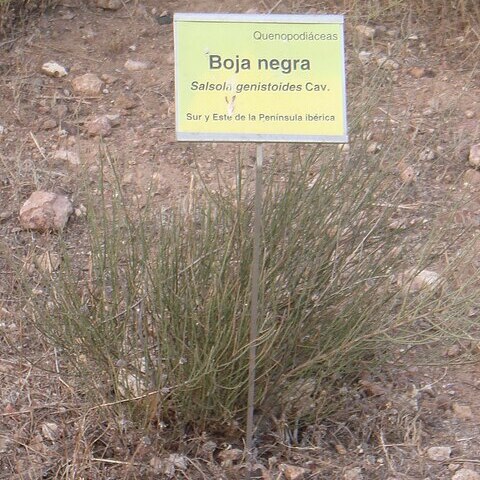 Salsola genistoides unspecified picture