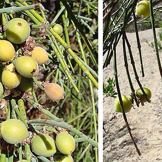 Retanilla ephedra unspecified picture