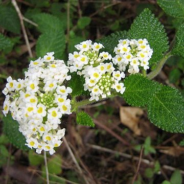 Lantana radula unspecified picture