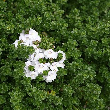 Prostanthera unspecified picture