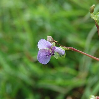 Murdannia simplex unspecified picture