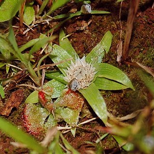 Eriocaulon epedunculatum unspecified picture