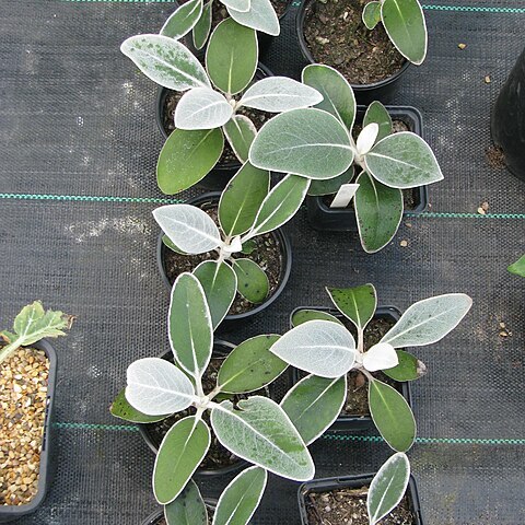 Pachystegia minor unspecified picture