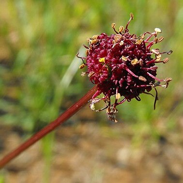 Sanicula bipinnatifida unspecified picture