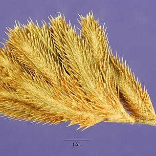 Orcuttia californica unspecified picture