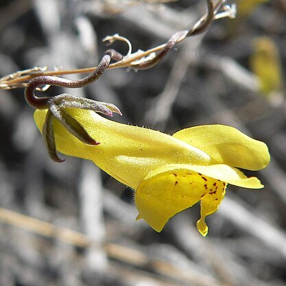 Neogaerrhinum unspecified picture