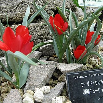 Tulipa montana unspecified picture