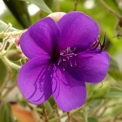 Tibouchina semidecandra unspecified picture