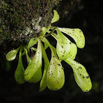 Pinguicula laxifolia unspecified picture