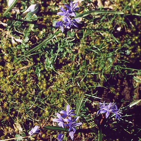 Scilla subnivalis unspecified picture