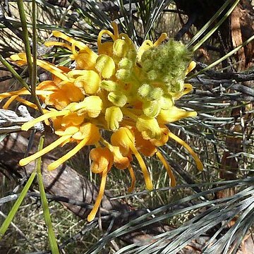 Grevillea juncifolia unspecified picture