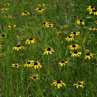 Rudbeckia missouriensis unspecified picture