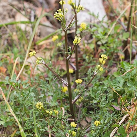 Sanicula bipinnata unspecified picture