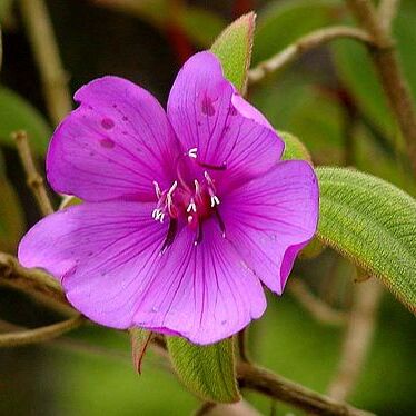 Melastomataceae unspecified picture