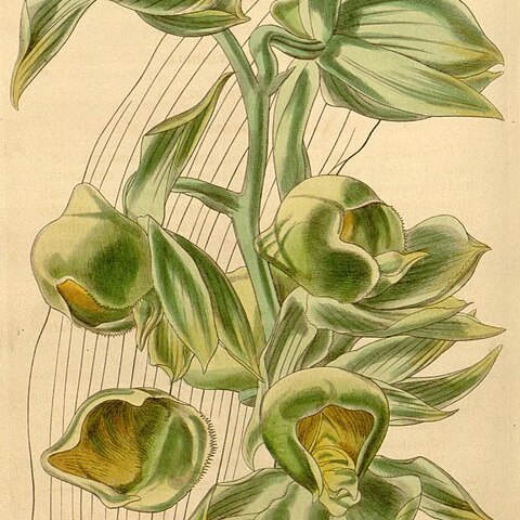 Catasetum viridiflavum unspecified picture