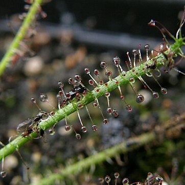 Drosera x hybrida unspecified picture