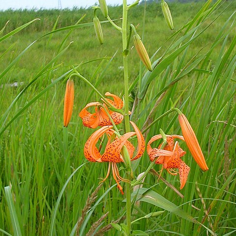 Lilium leichtlinii var. maximowiczii unspecified picture