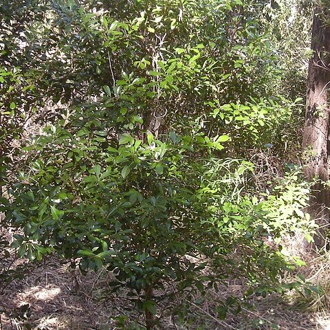 Myrsine variabilis unspecified picture