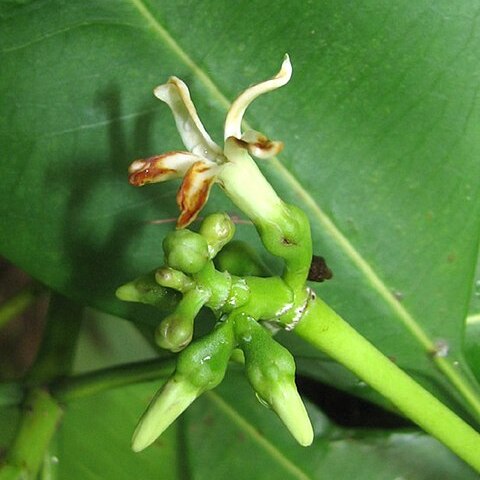 Ochrosia fatuhivensis unspecified picture