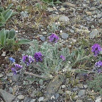 Oxytropis uschakovii unspecified picture