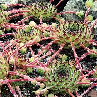 Sempervivum kosaninii unspecified picture