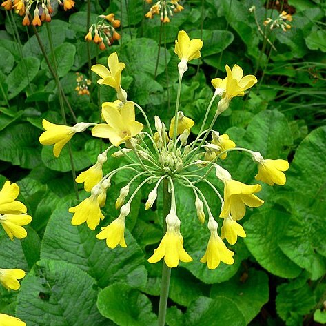 Primula florindae unspecified picture