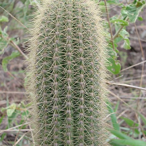 Pilosocereus vilaboensis unspecified picture