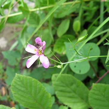 Sabatia campanulata unspecified picture