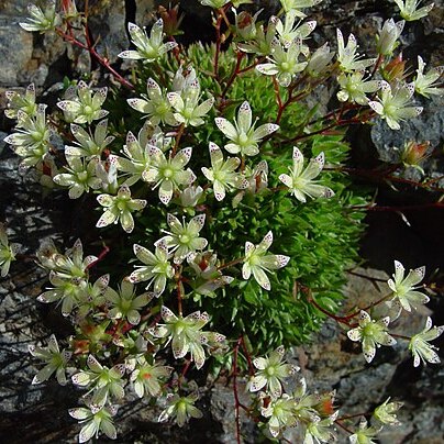 Saxifraga funstonii unspecified picture