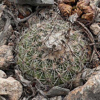 Turbinicarpus saueri unspecified picture