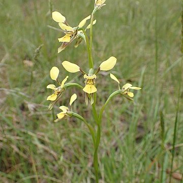 Diuris abbreviata unspecified picture