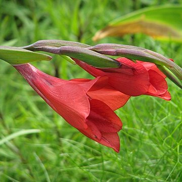 Gladiolus flanaganii unspecified picture